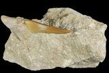 Eocene Otodus Shark Tooth Fossil in Rock - Huge Tooth! #174049-2